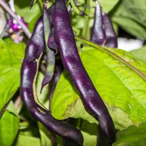 Bean, Pole - Purple Podded
