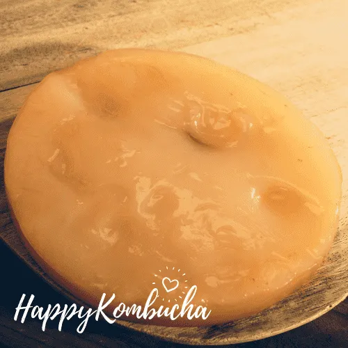 Beginners Kombucha starter kit