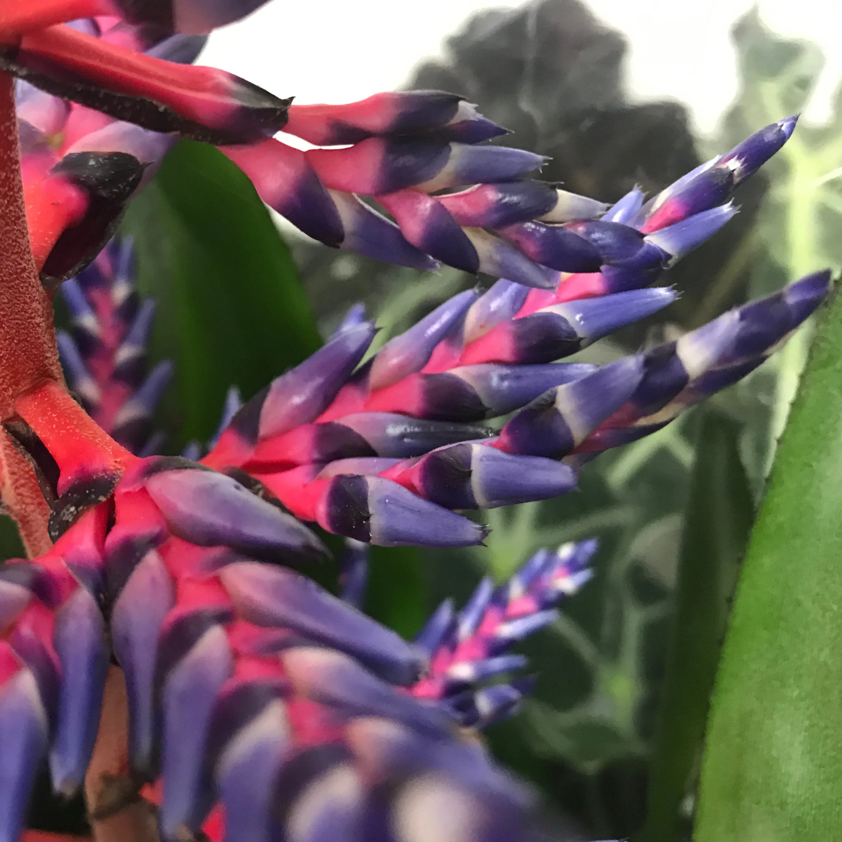 Blue Rain Bromeliad | Aechmea "Blue Rain"