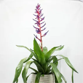 Blue Rain Bromeliad | Aechmea "Blue Rain"