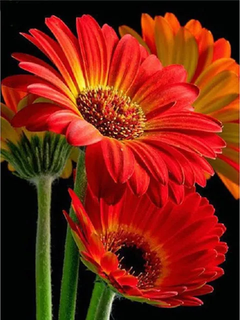 Colored Flower Variety | Floral Diamond Painting | Full Square Drill 5D Rhinestone Embroidery | DIY Diamond Kit