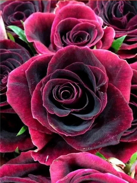 Colored Flower Variety | Floral Diamond Painting | Full Square Drill 5D Rhinestone Embroidery | DIY Diamond Kit
