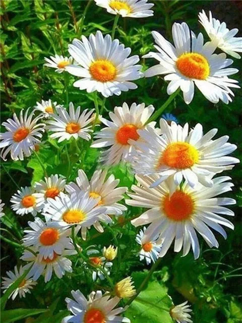 Colored Flower Variety | Floral Diamond Painting | Full Square Drill 5D Rhinestone Embroidery | DIY Diamond Kit