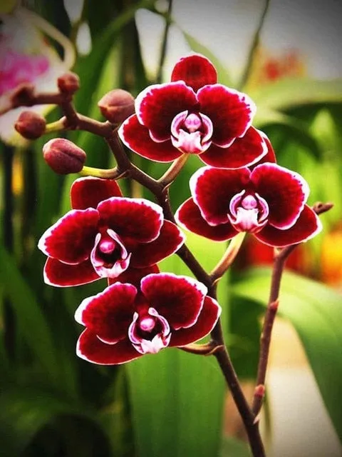 Colored Flower Variety | Floral Diamond Painting | Full Square Drill 5D Rhinestone Embroidery | DIY Diamond Kit