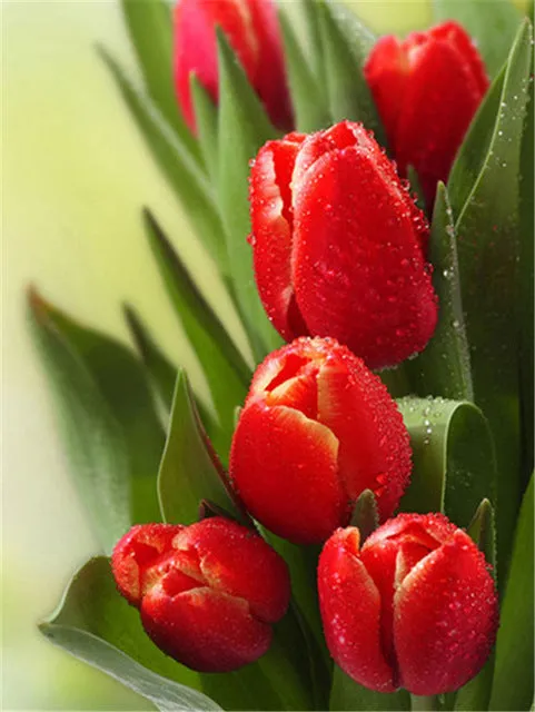 Colored Flower Variety | Floral Diamond Painting | Full Square Drill 5D Rhinestone Embroidery | DIY Diamond Kit
