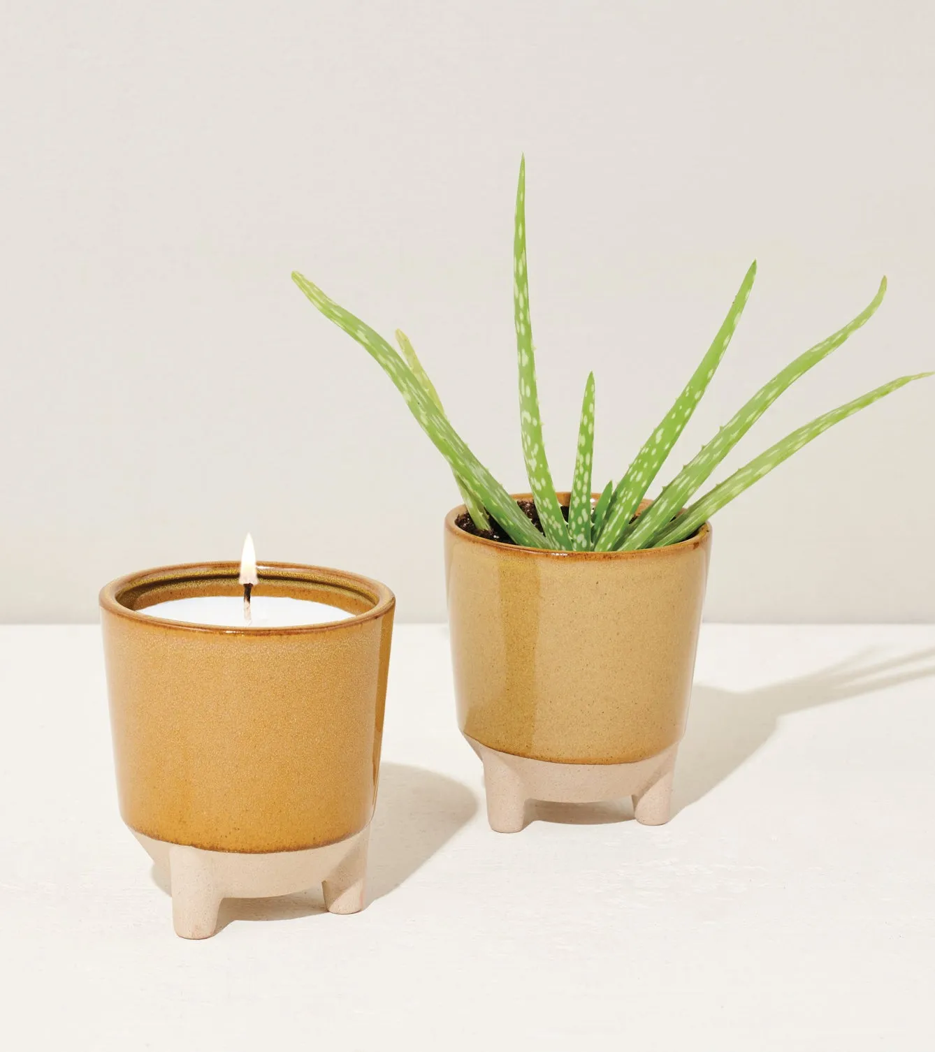 Glow & Grow Kits